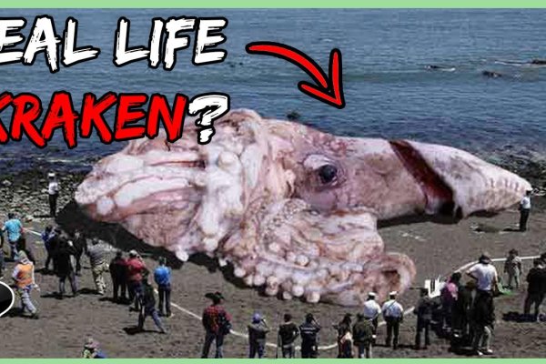 Kraken зеркало рабочее